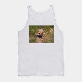 Moose in rut - Algonquin Park, Canada Tank Top